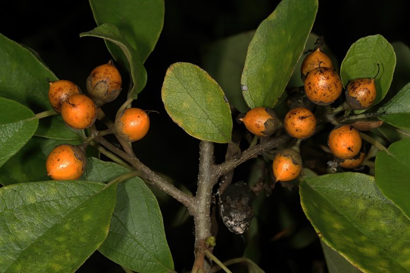 Cordia sinensis photo 7