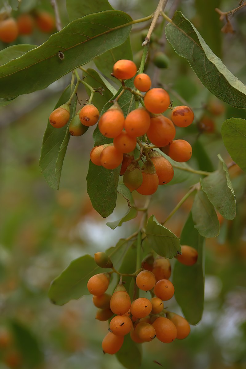 Cordia sinensis photo 8