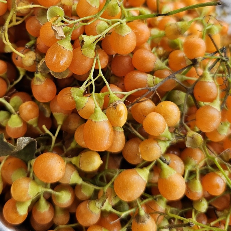Basora