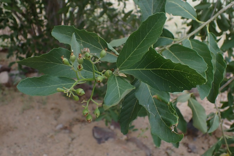 Basora photo 3