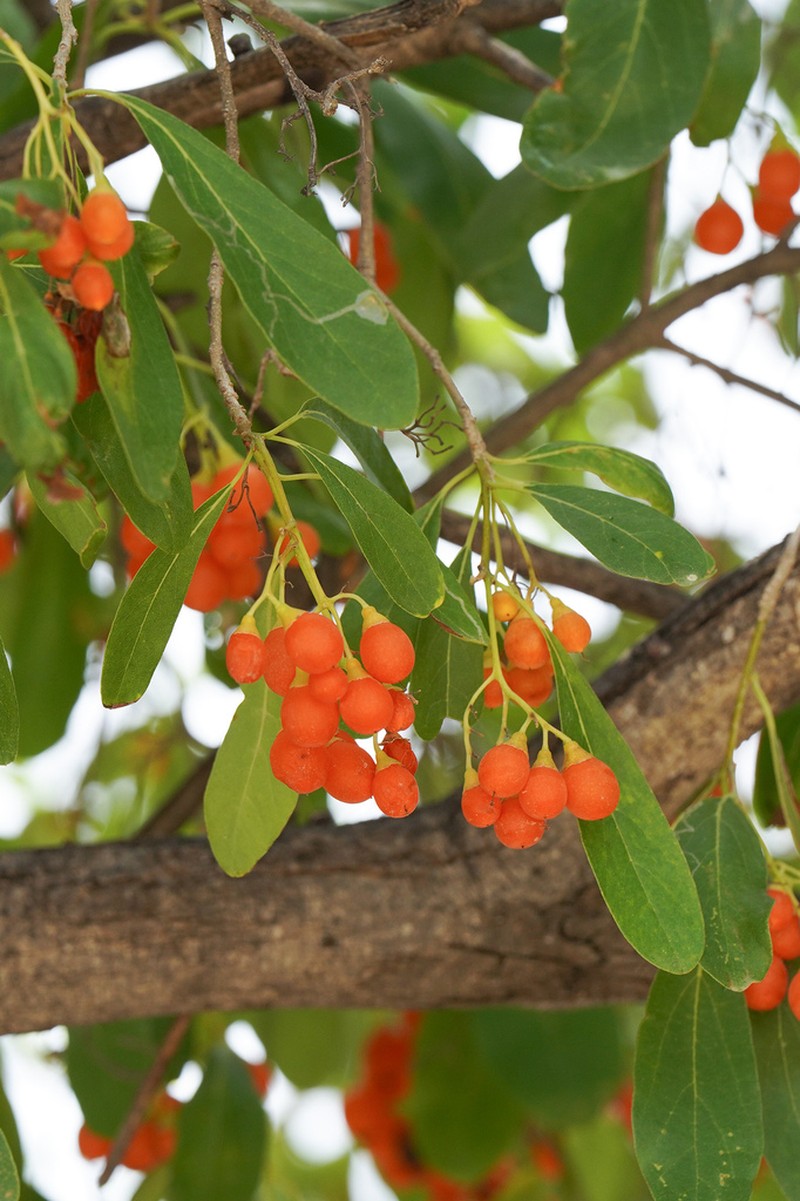 Basora photo 6