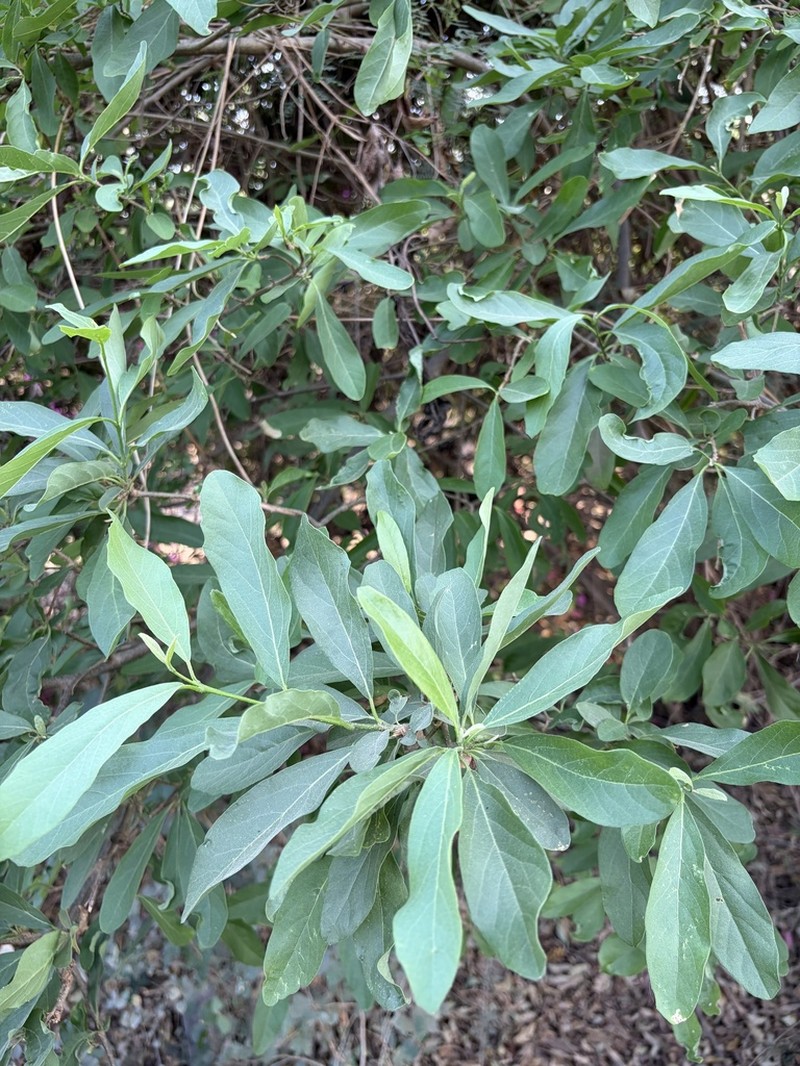 Basora photo 7