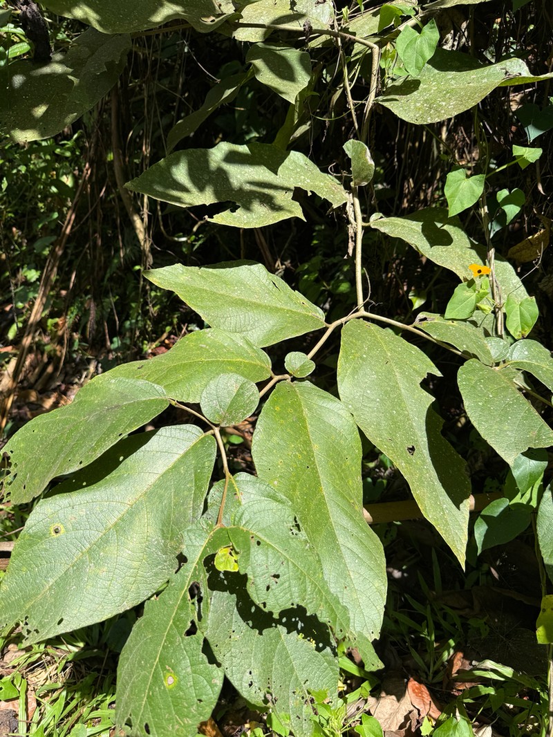 Mucilage Manjack