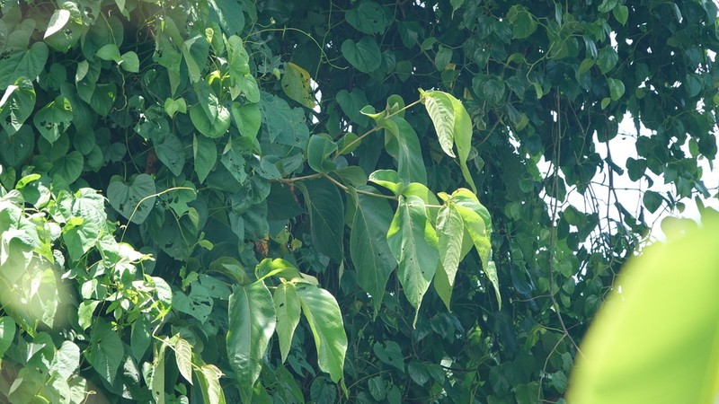 Mucilage Manjack photo 2