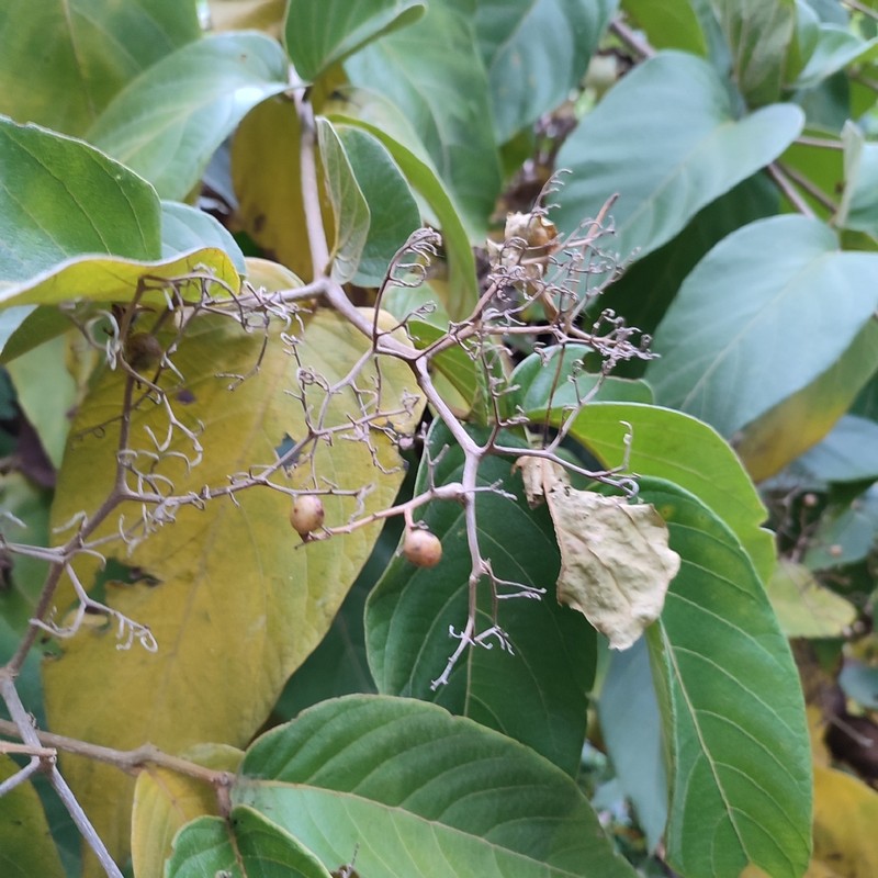 Mucilage Manjack photo 4