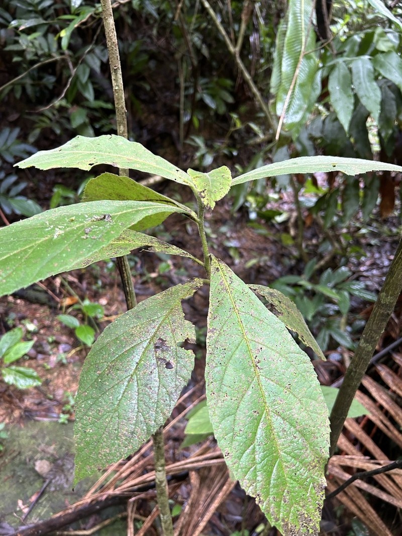 Mucilage Manjack photo 8
