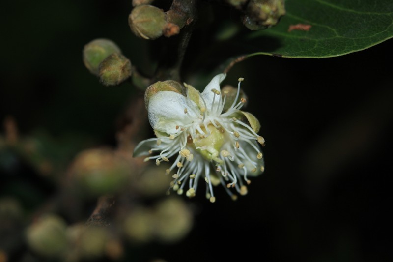 Cordillera platycalyx