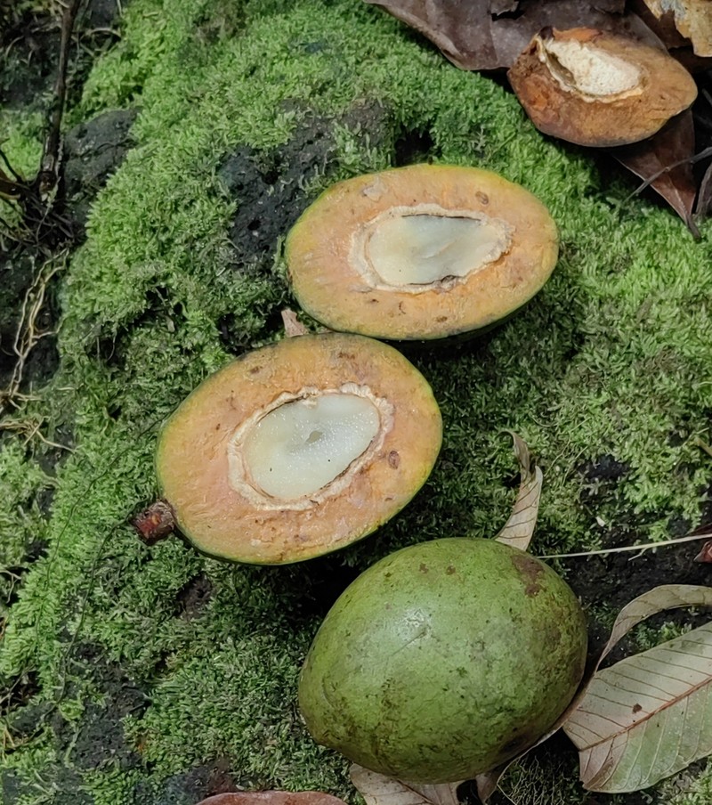 Cordillera platycalyx photo 2