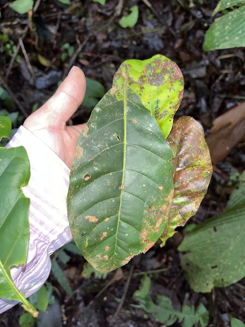 Cordillera platycalyx photo 3
