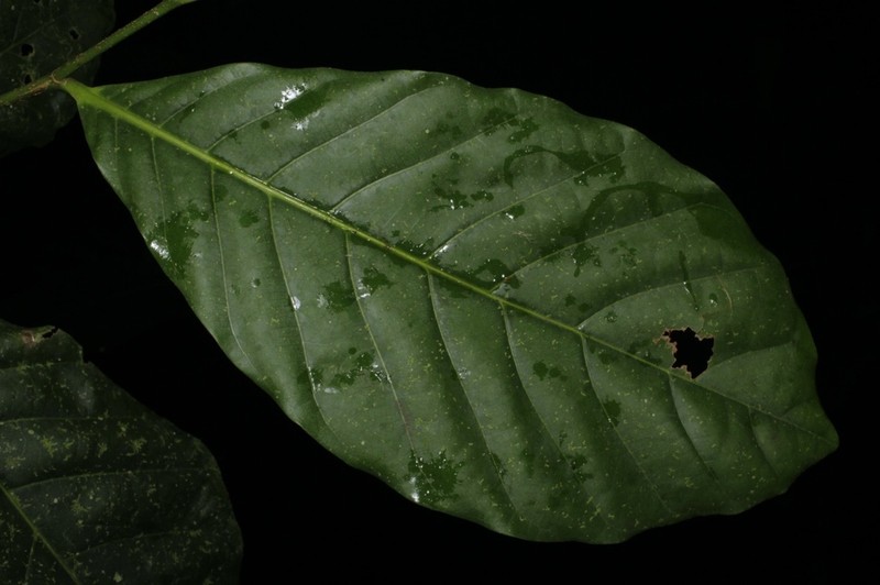 Cordillera platycalyx photo 4