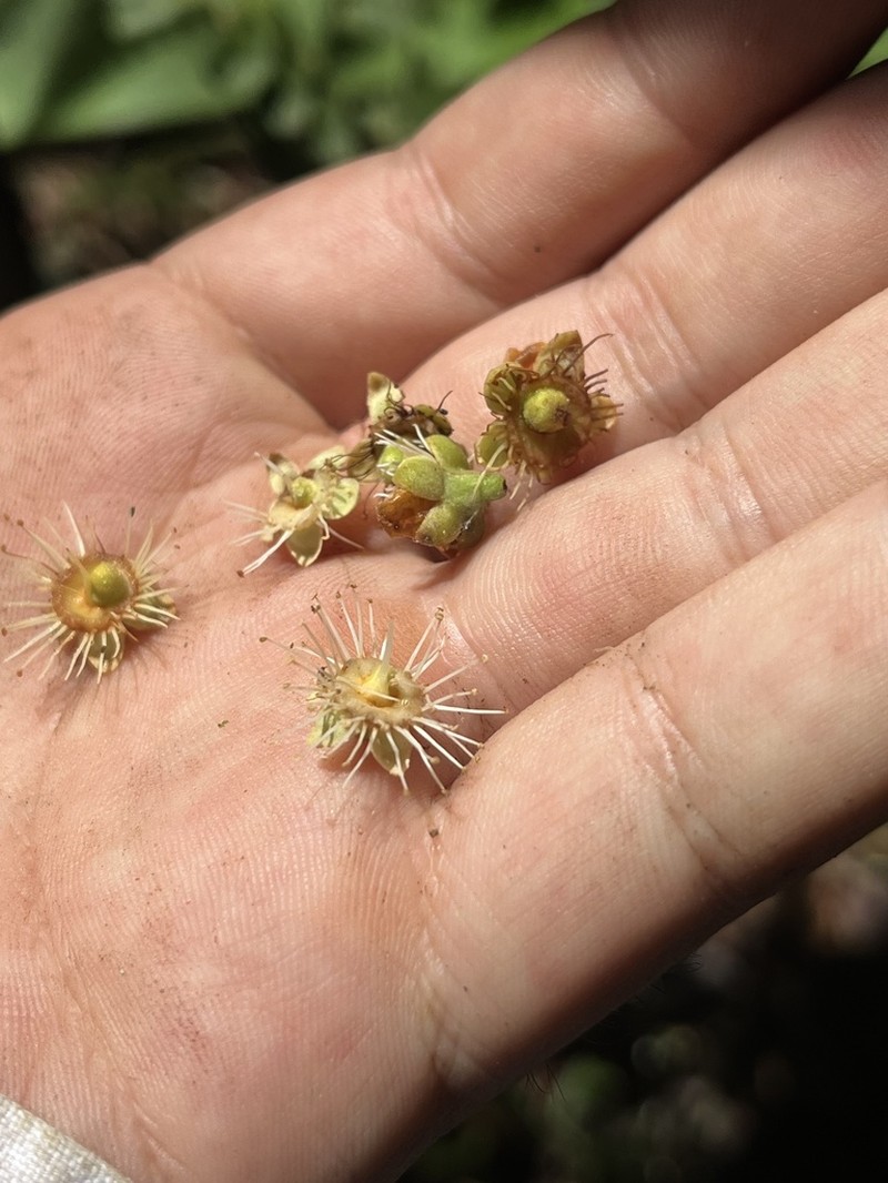 Cordillera platycalyx photo 5