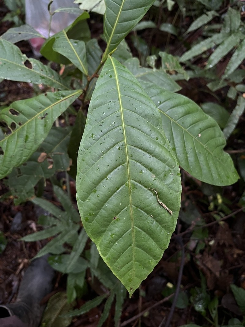 Cordillera platycalyx photo 6