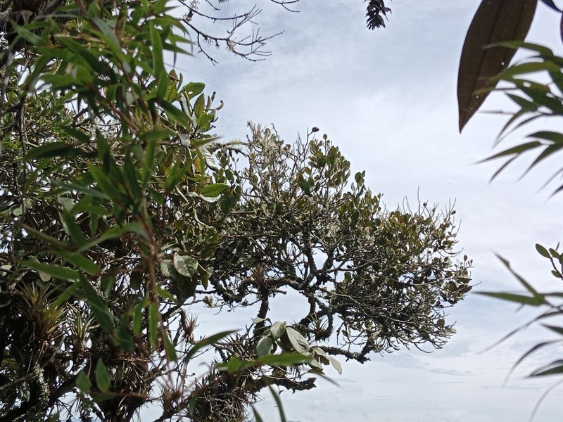 Cordillera platycalyx photo 8