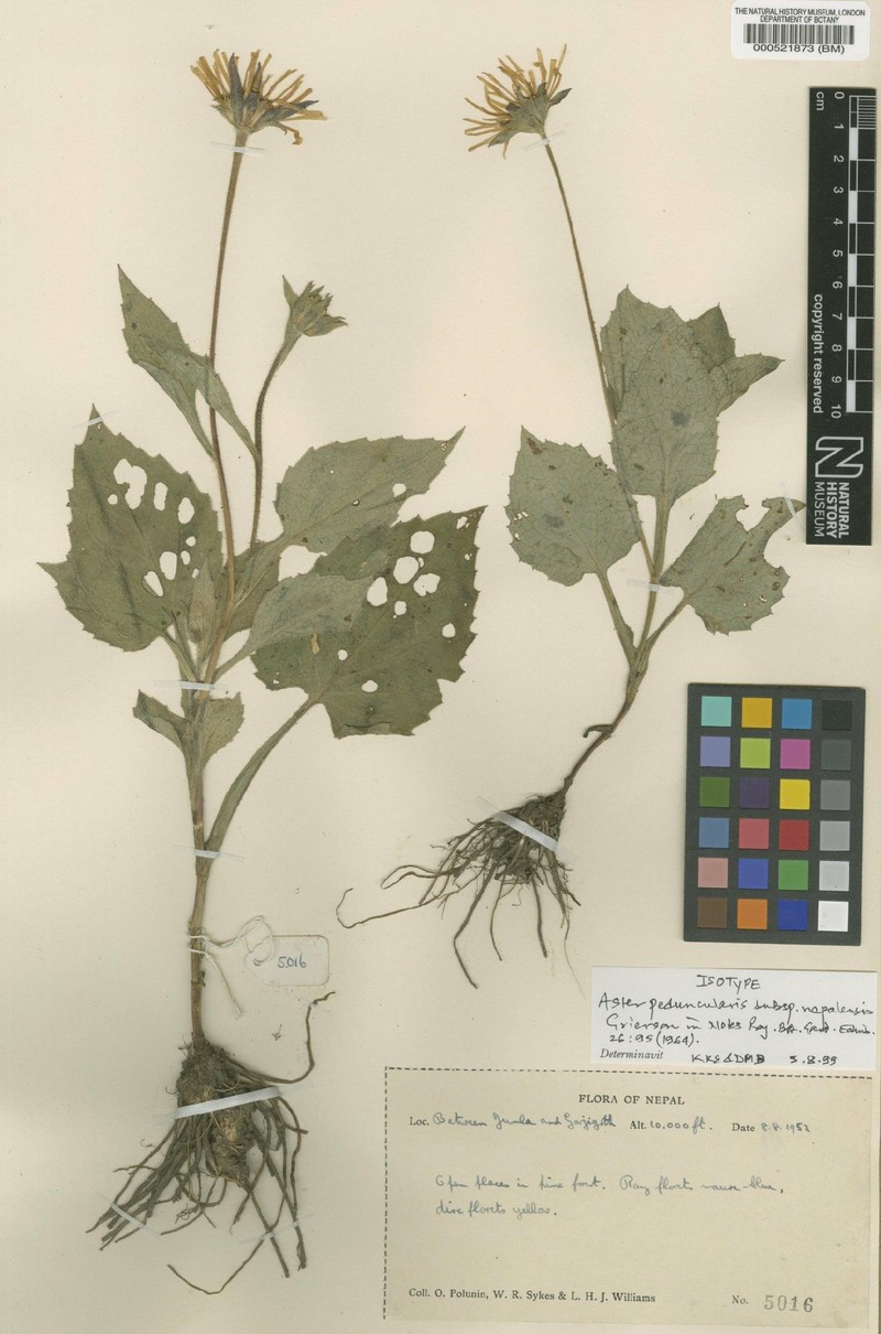 Cordiofontis nepalensis