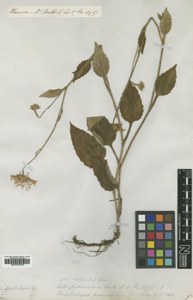 Cordiofontis peduncularis