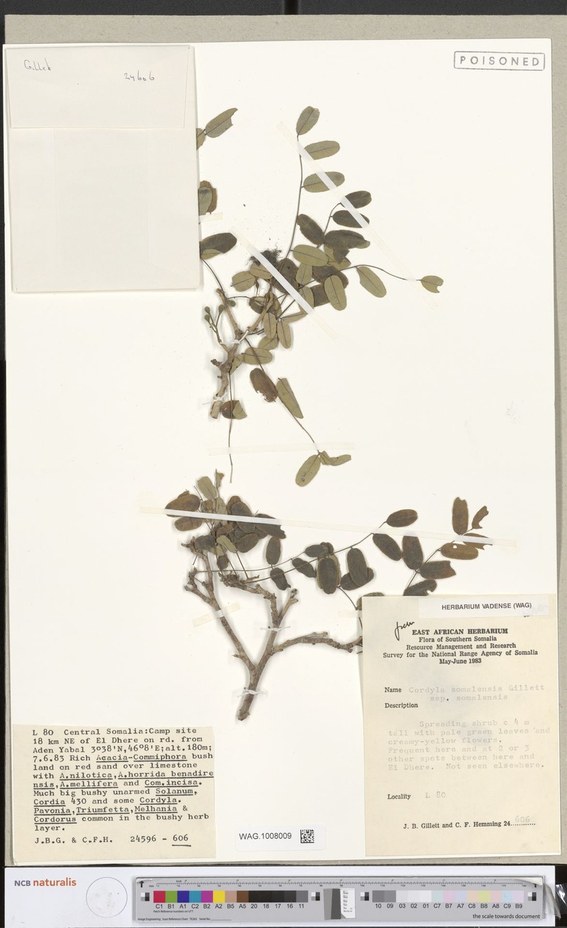 Cordyla somalensis subsp. somalensis