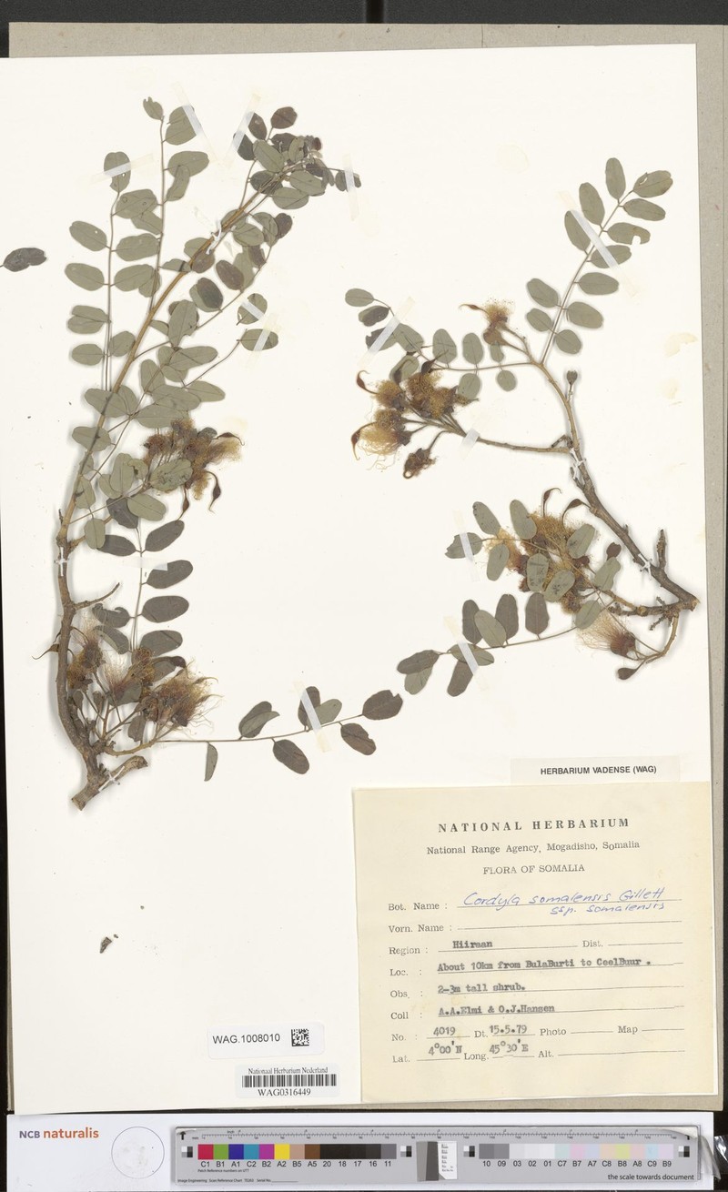 Cordyla somalensis subsp. somalensis photo 2