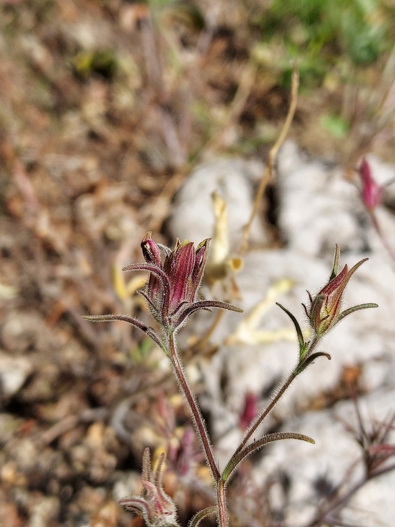 Yakima Bird's-Beak photo 7