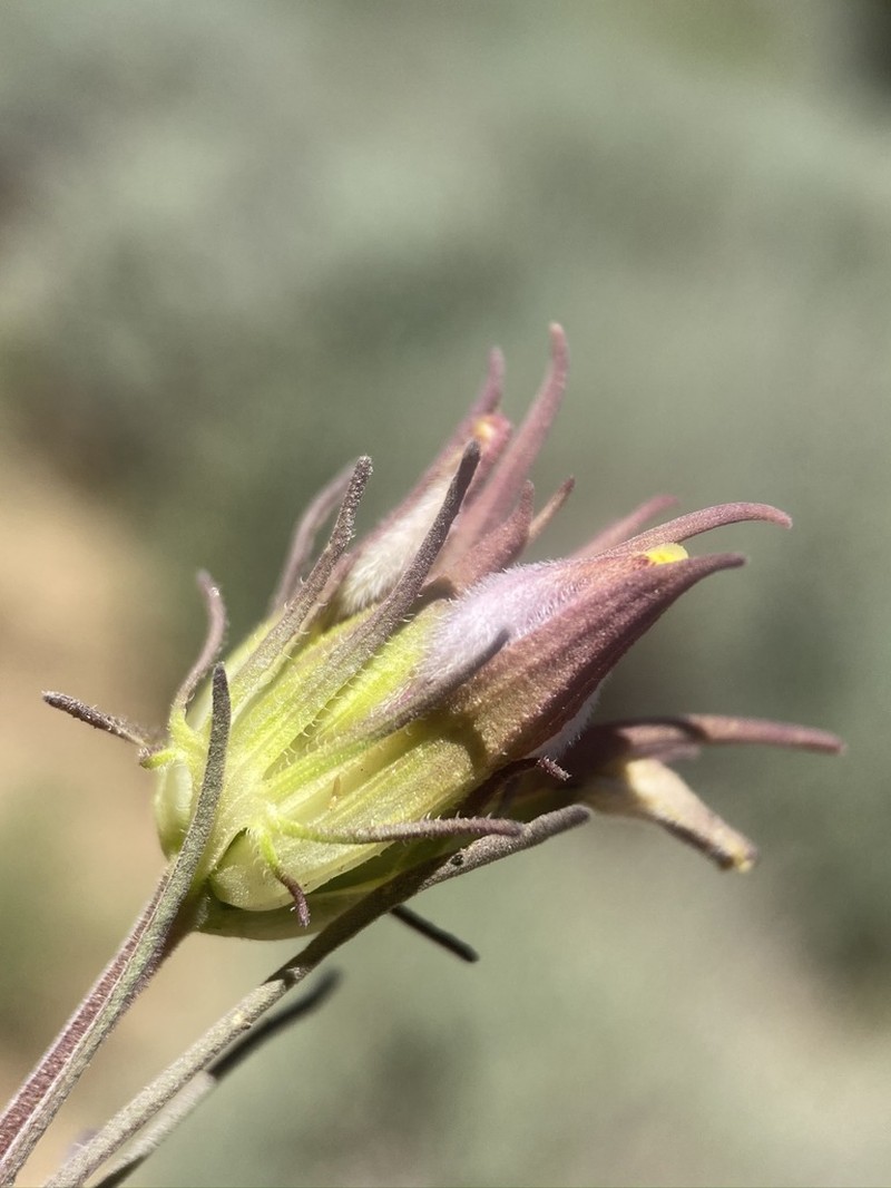 Desert Bird's-Beak photo 5
