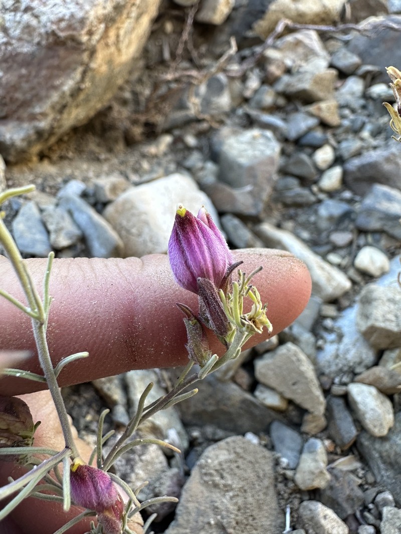 Cordylanthus eremicus subsp. eremicus