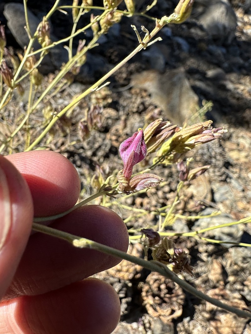 Cordylanthus eremicus subsp. eremicus photo 2
