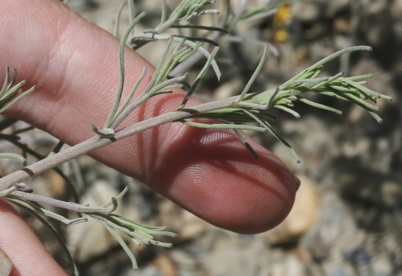 Cordylanthus eremicus subsp. eremicus photo 3