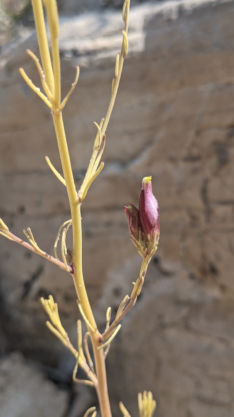 Cordylanthus eremicus subsp. eremicus photo 4