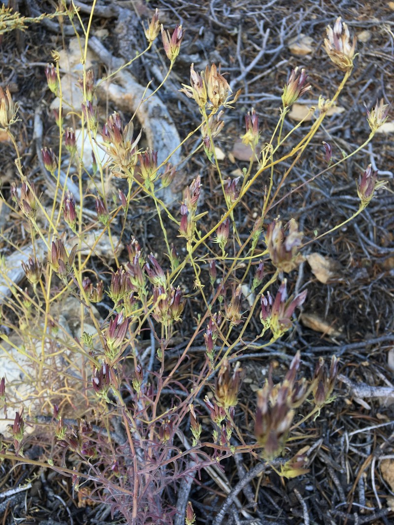 Cordylanthus eremicus subsp. eremicus photo 5
