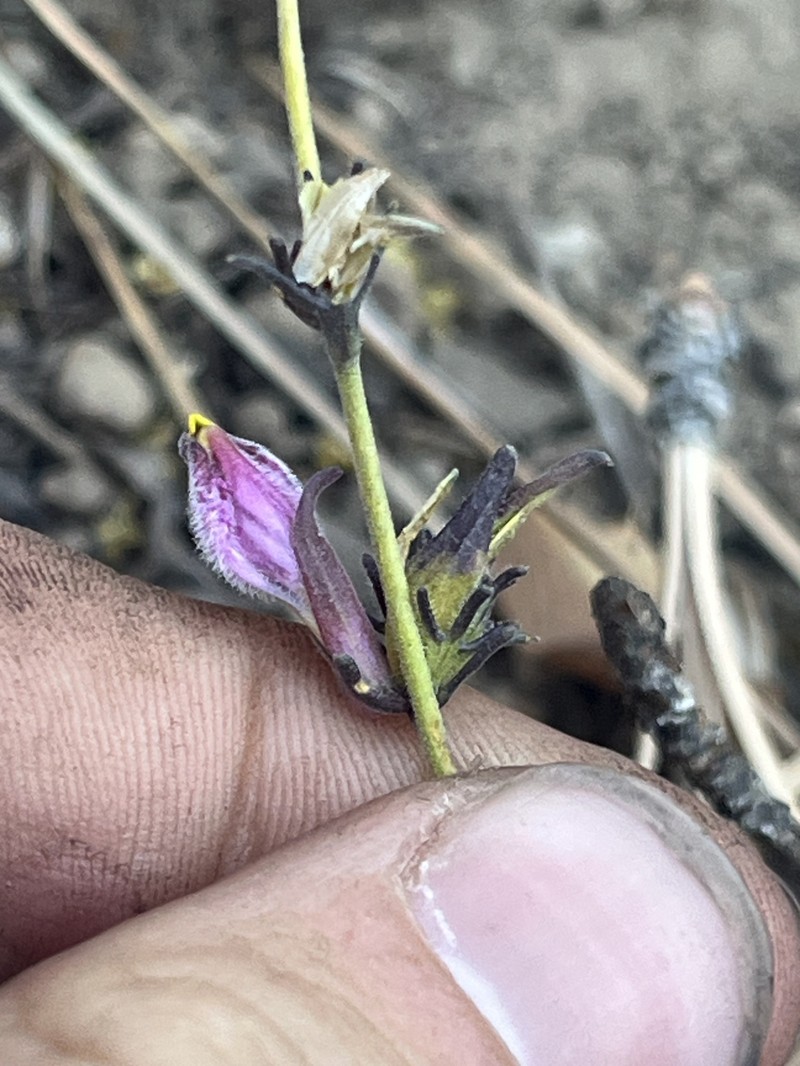 Cordylanthus eremicus subsp. kernensis