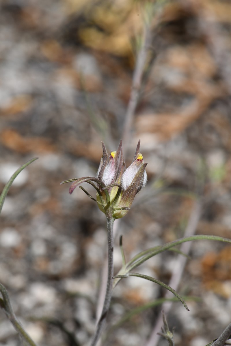 Cordylanthus eremicus subsp. kernensis photo 3