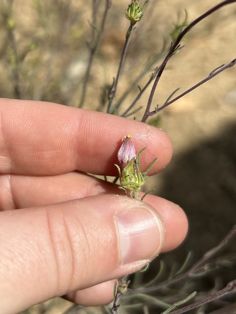 Cordylanthus eremicus subsp. kernensis photo 4