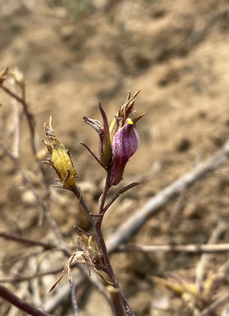 Cordylanthus eremicus subsp. kernensis photo 6