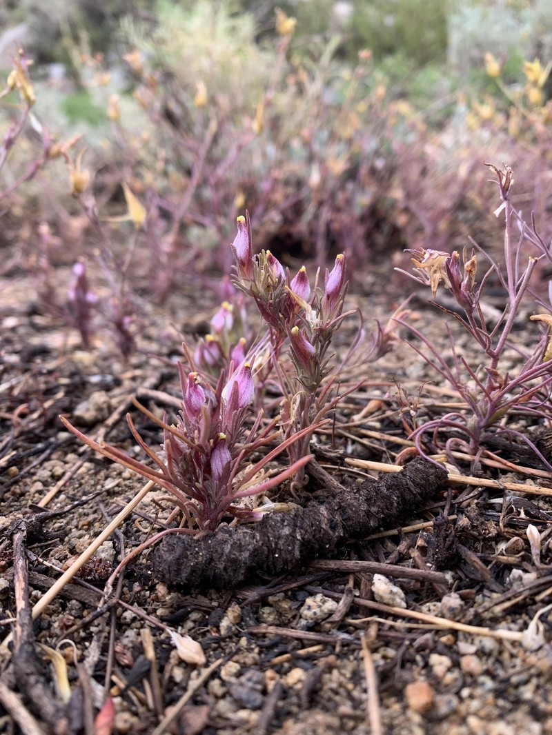 Cordylanthus eremicus subsp. kernensis photo 8