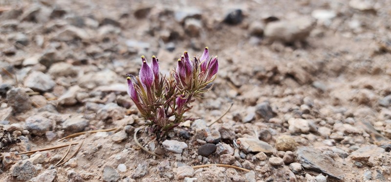 Cordylanthus kingii subsp. densiflorus