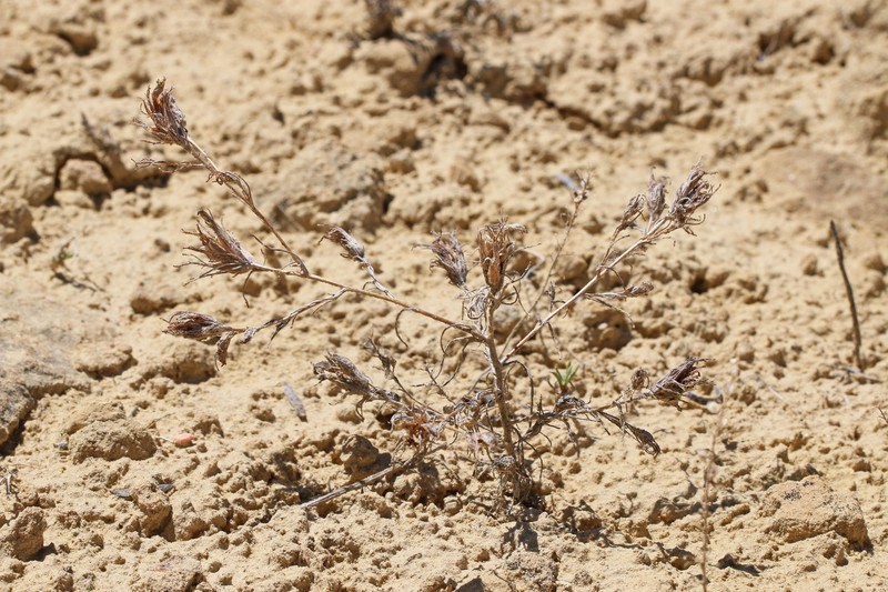 Cordylanthus kingii subsp. densiflorus photo 2