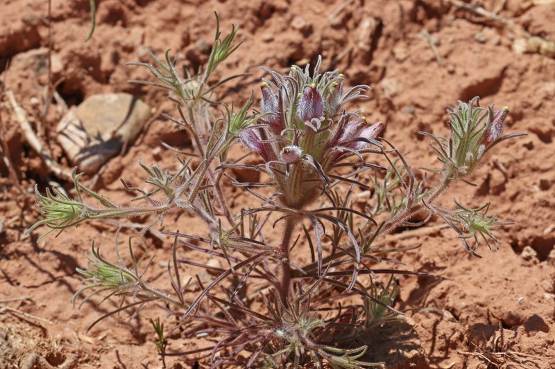 Cordylanthus kingii subsp. densiflorus photo 3