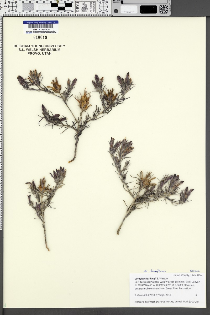Cordylanthus kingii subsp. densiflorus photo 4