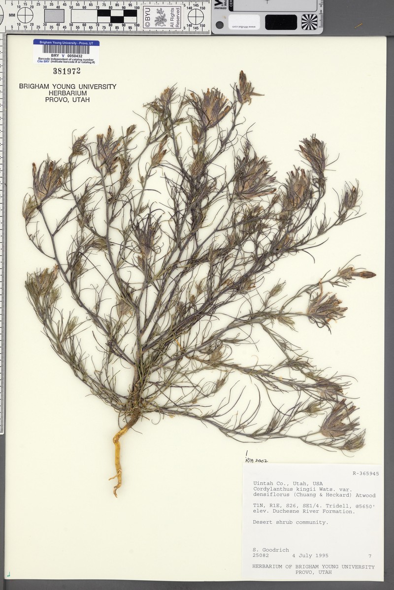 Cordylanthus kingii subsp. densiflorus photo 5