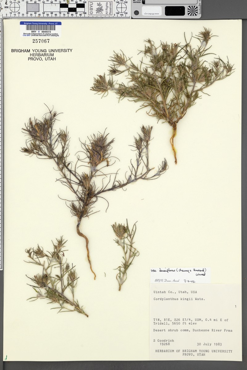 Cordylanthus kingii subsp. densiflorus photo 6