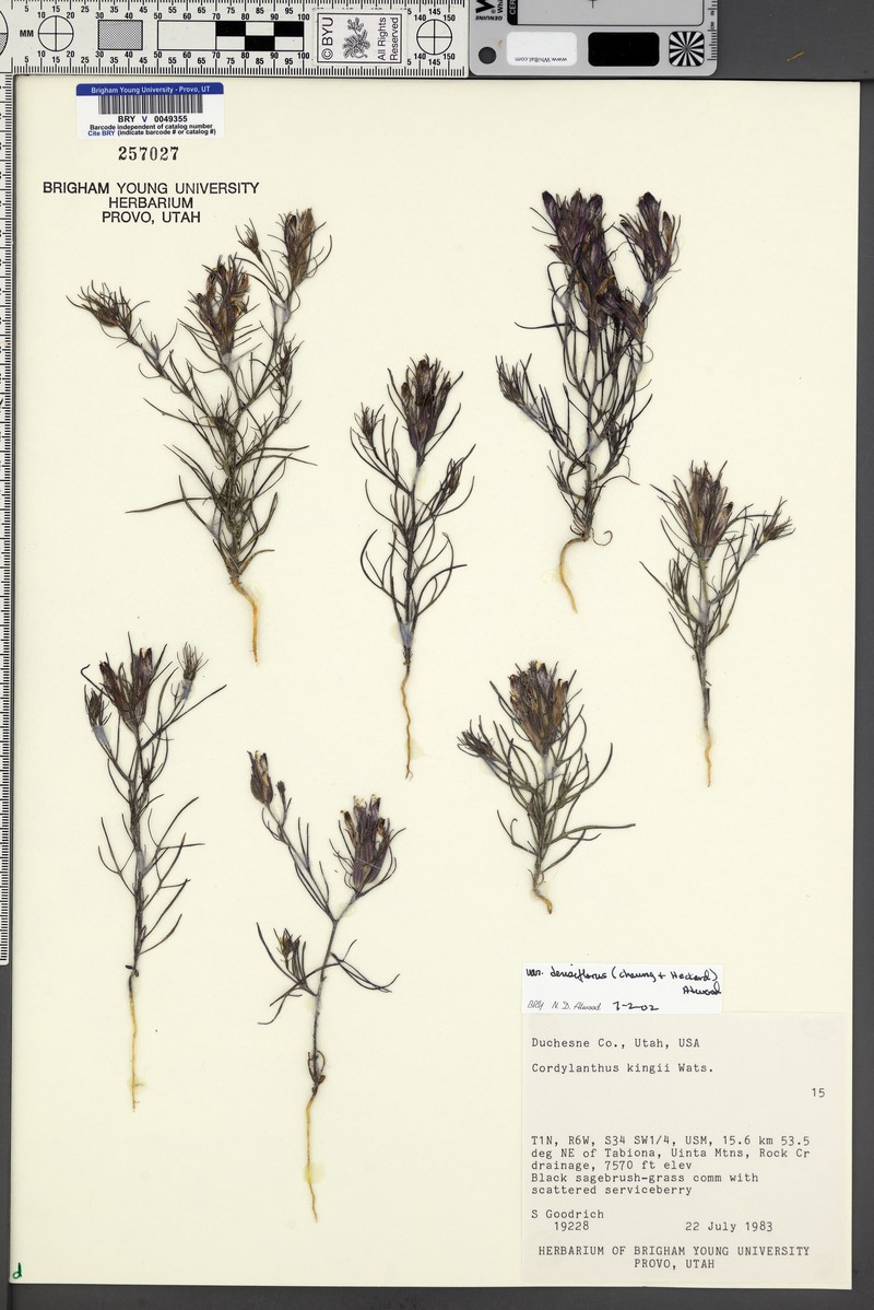Cordylanthus kingii subsp. densiflorus photo 7