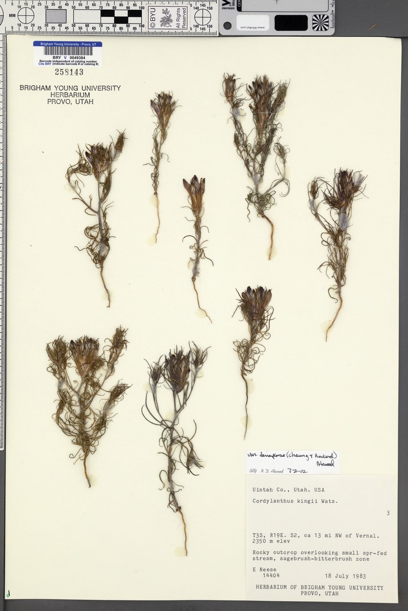 Cordylanthus kingii subsp. densiflorus photo 8