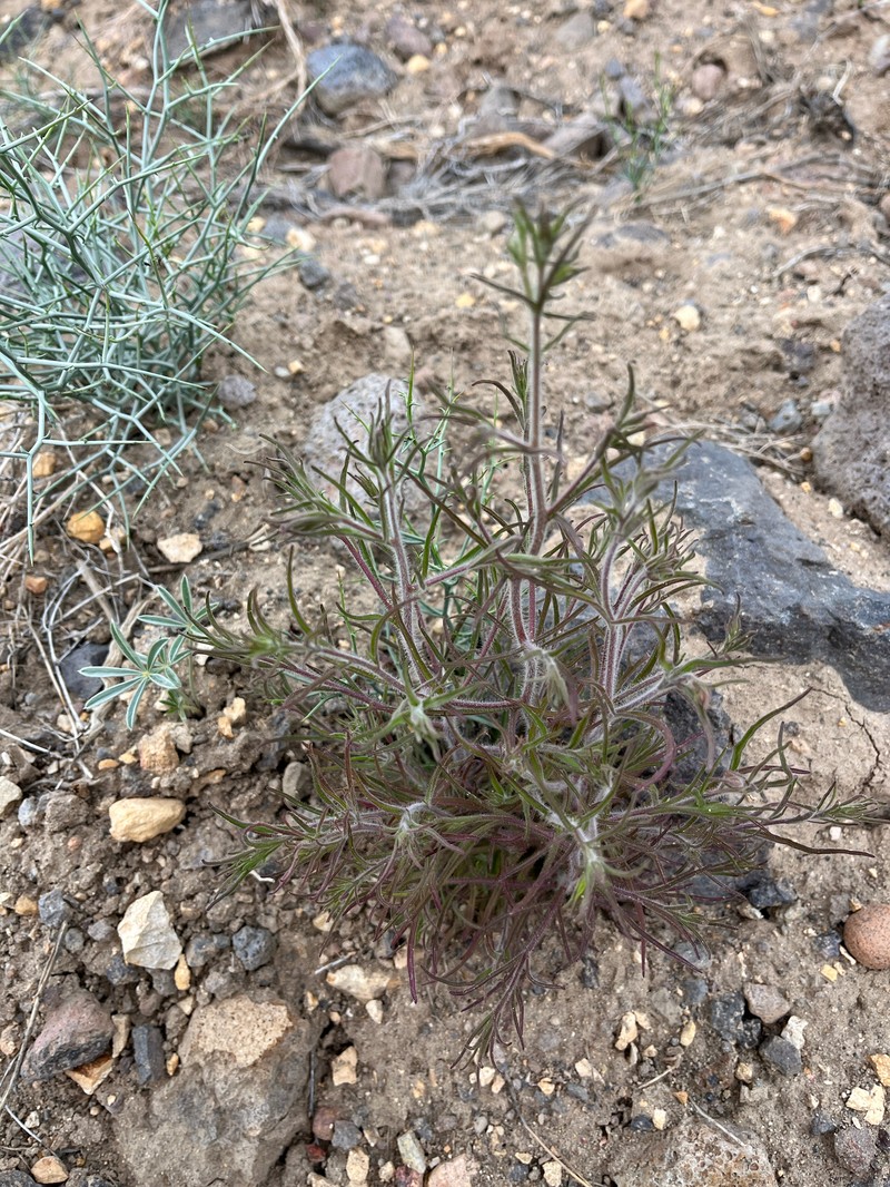 Cordylanthus kingii subsp. helleri