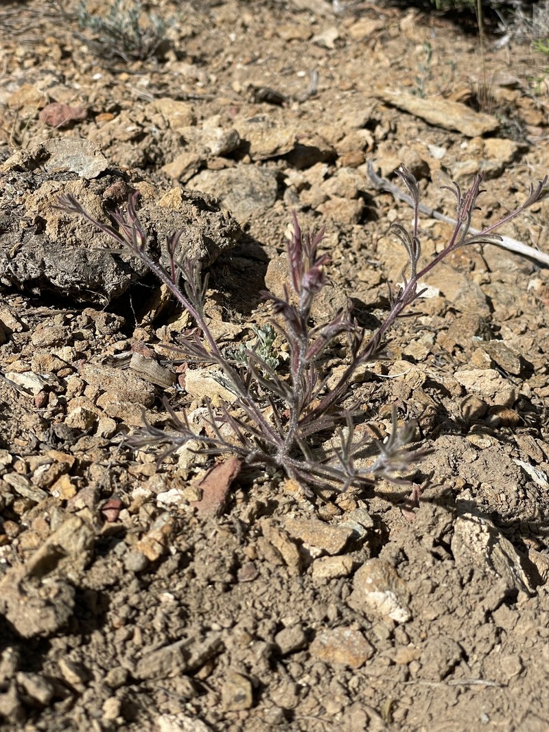 Cordylanthus kingii subsp. helleri photo 2