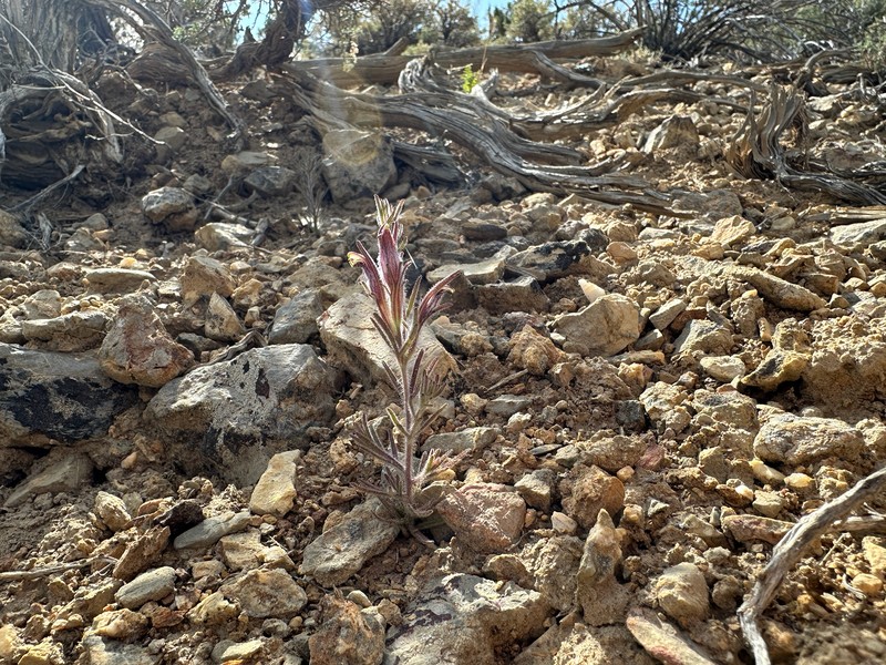 Cordylanthus kingii subsp. helleri photo 3
