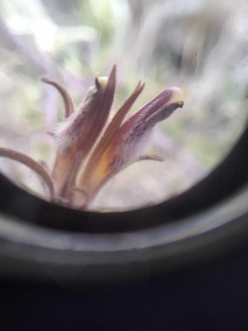 Cordylanthus kingii subsp. helleri photo 4