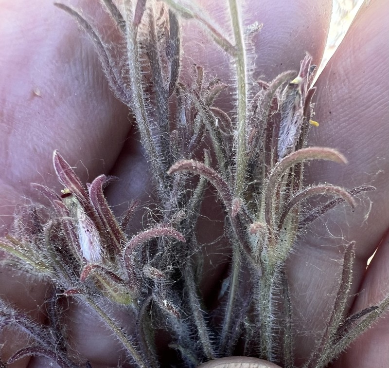Cordylanthus kingii subsp. helleri photo 5