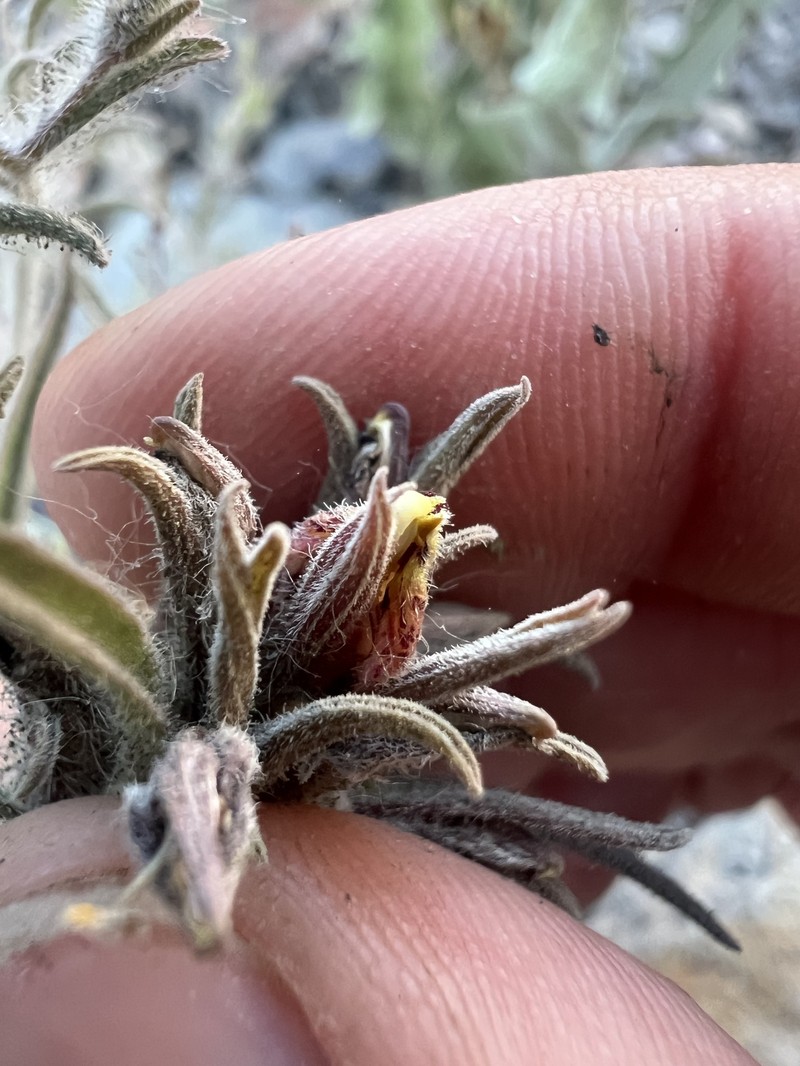 Cordylanthus kingii subsp. helleri photo 6