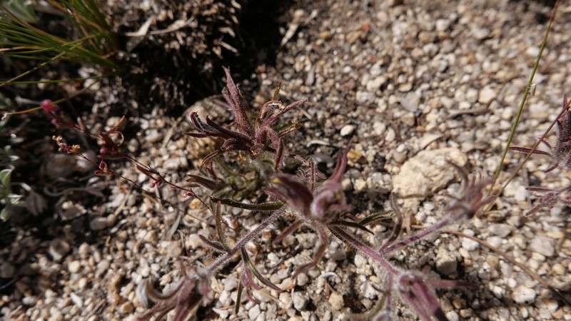 Cordylanthus kingii subsp. helleri photo 7