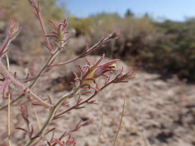 Cordylanthus kingii subsp. helleri photo 8