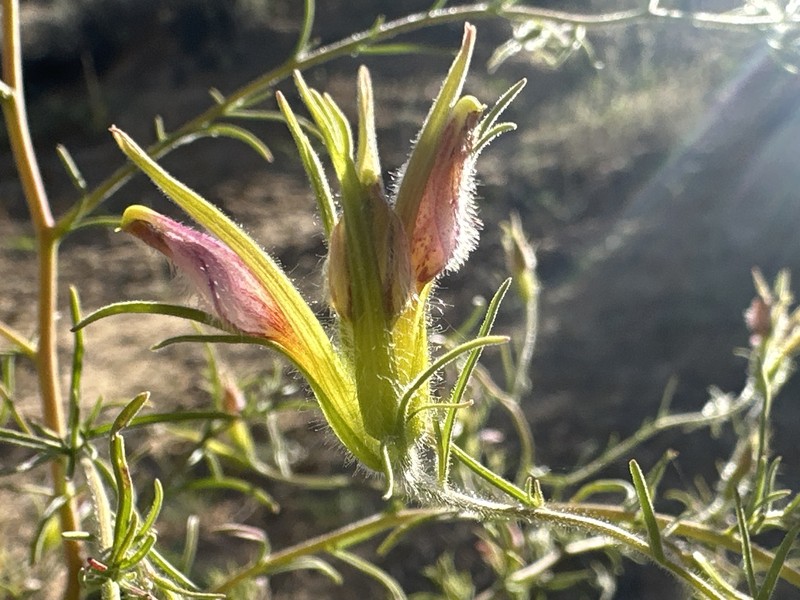 Cordylanthus kingii subsp. kingii